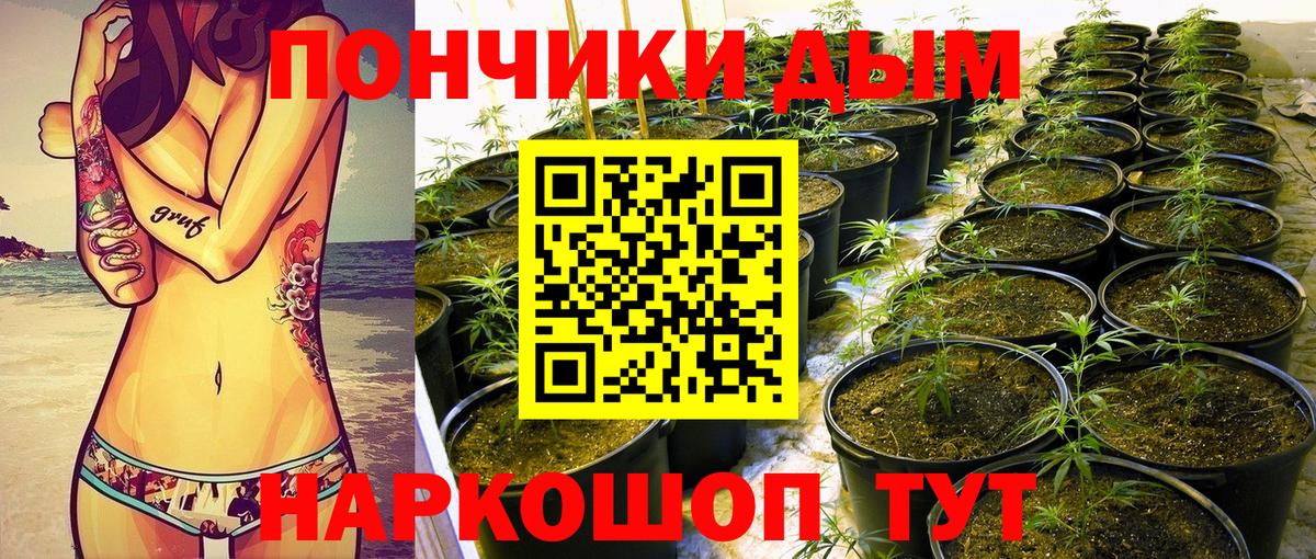 МАРИХУАНА сатива Новошахтинск